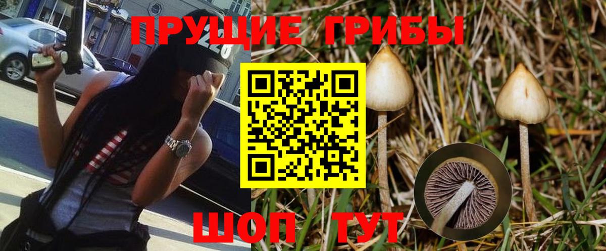 Псилоцибиновые грибы Psilocybe  Галлюциногенные грибы Psilocybe  Видное 